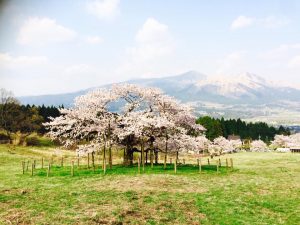 阿蘇　観音桜全体